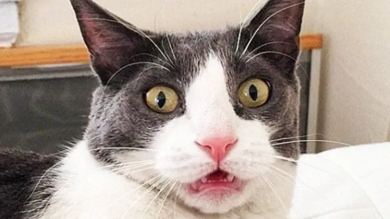 Meme hài bựa mèo với biểu cảm độc lạ cực bắt mắt