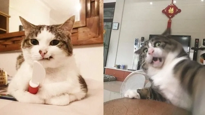 Mèo bựa meme khiến bạn khóc thét vì quá hài bựa