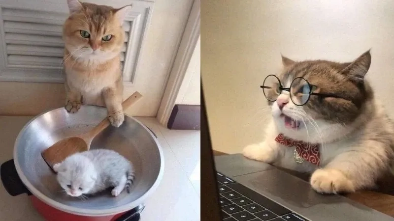Bựa meme mèo cute là combo hoàn hảo của lầy và dễ thương