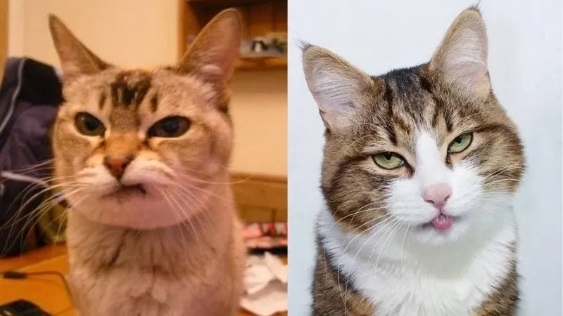 Meme hài bựa mèo với biểu cảm độc lạ cực bắt mắt