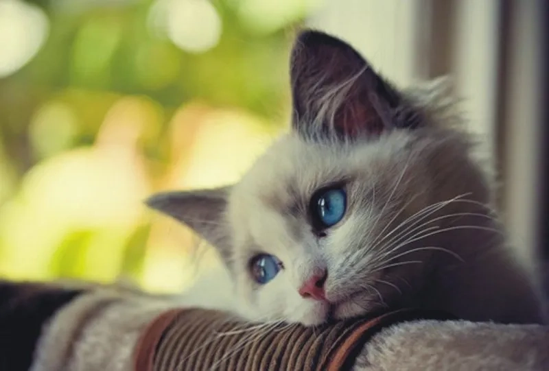 Ảnh meme mèo vô tri luôn khiến mọi người phải bật cười ngay lập tức