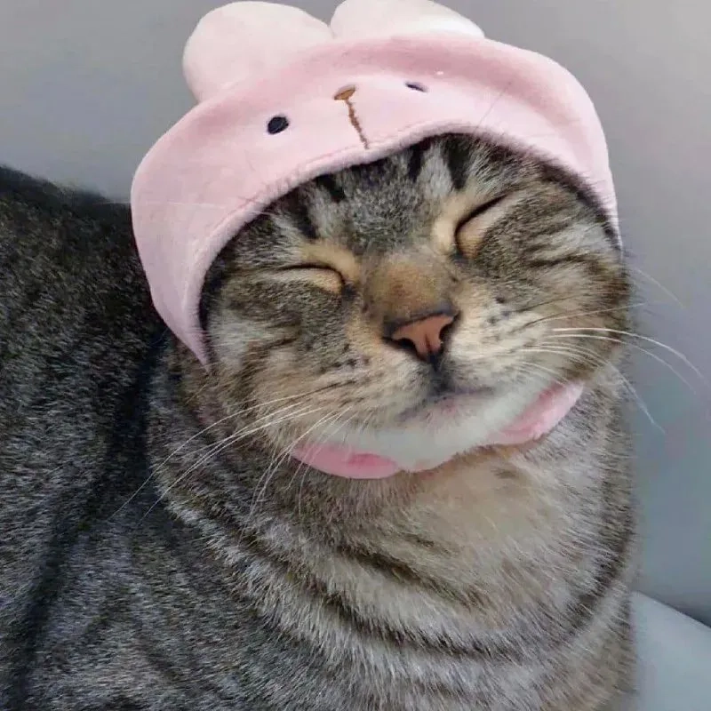 Meme mèo vô tri chính là nguồn cảm hứng bất tận cho những bức ảnh hài hước