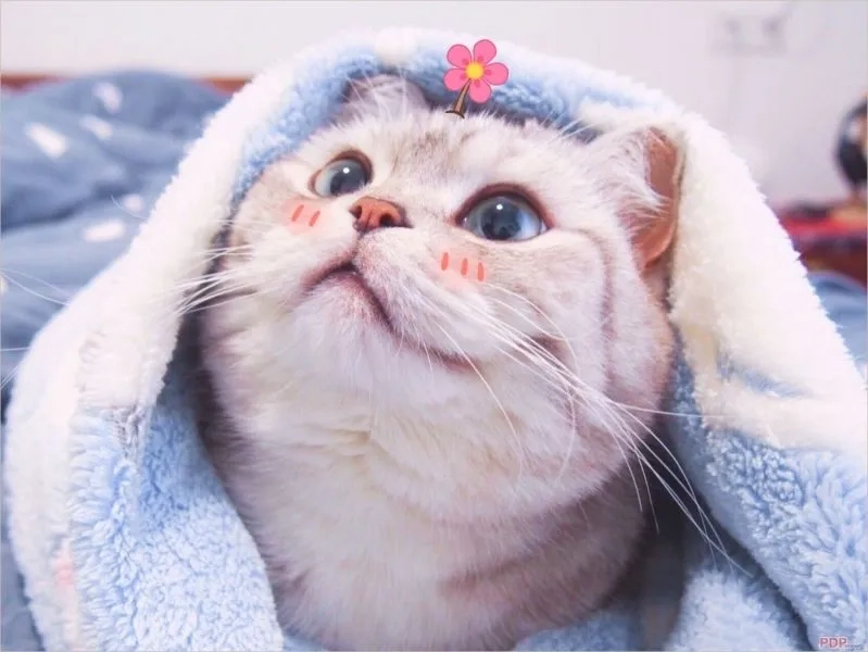 Ảnh mèo vô tri meme luôn khiến bạn cười ngặt nghẽo mỗi khi nhìn