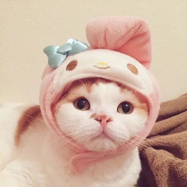 Avatar vô tri mèo meme là lựa chọn tuyệt vời cho mọi kiểu tạo dáng online