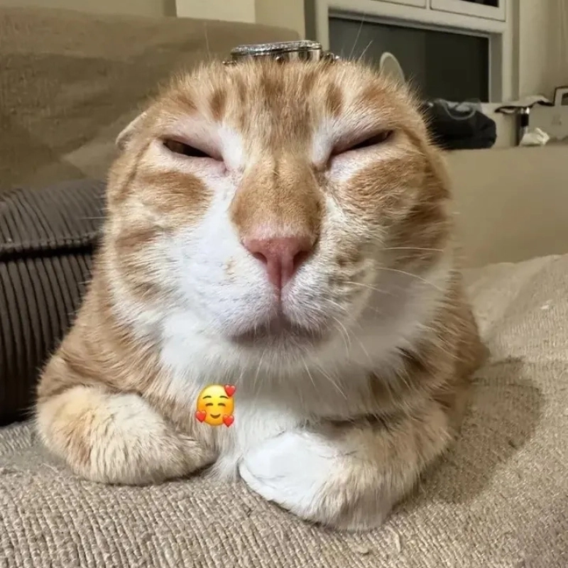 Cat meme avatar là ảnh đại diện của những chú mèo được chế thành meme hài hước.