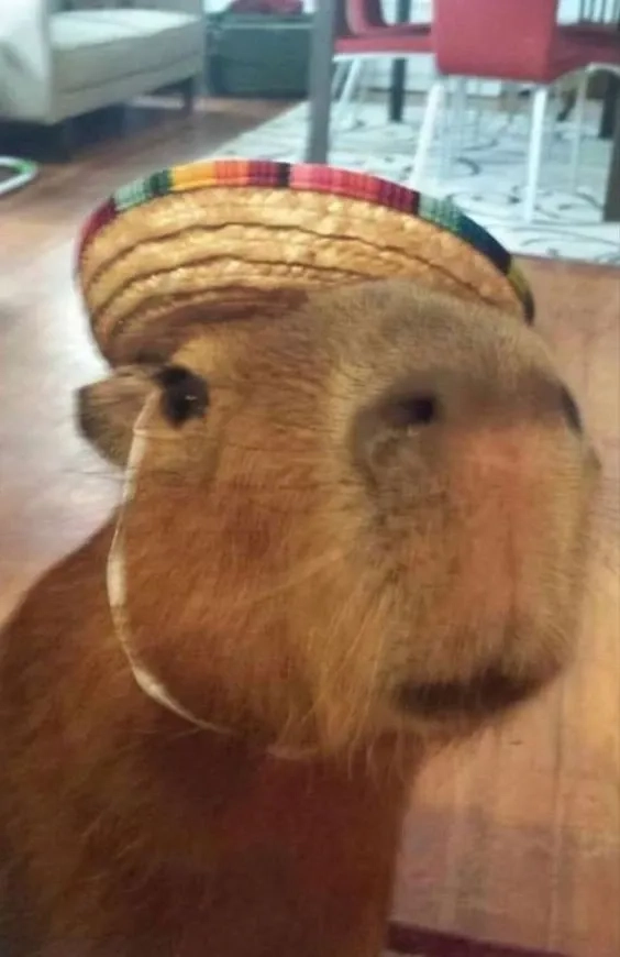 Capybara capybara meme cực kỳ dễ thương và hài hước
