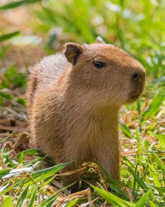 Capybara eating watermelon meme cực kỳ dễ thương và vui nhộn
