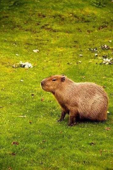 Capybara meme song cực kỳ vui nhộn và đáng yêu khiến ai cũng yêu thích