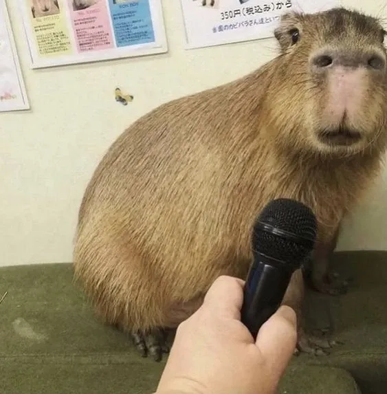 Capybara meme funny cực kỳ hài hước khiến ai cũng phải bật cười