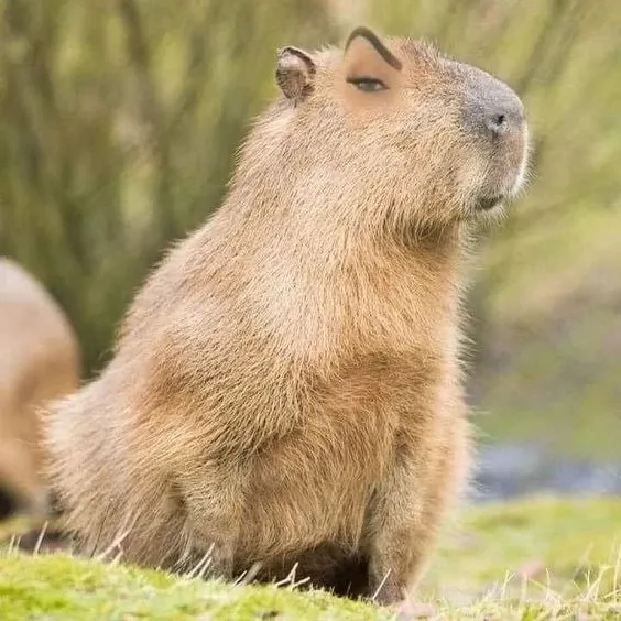 Avatar capybara meme cực kỳ dễ thương và gây cười không ngừng