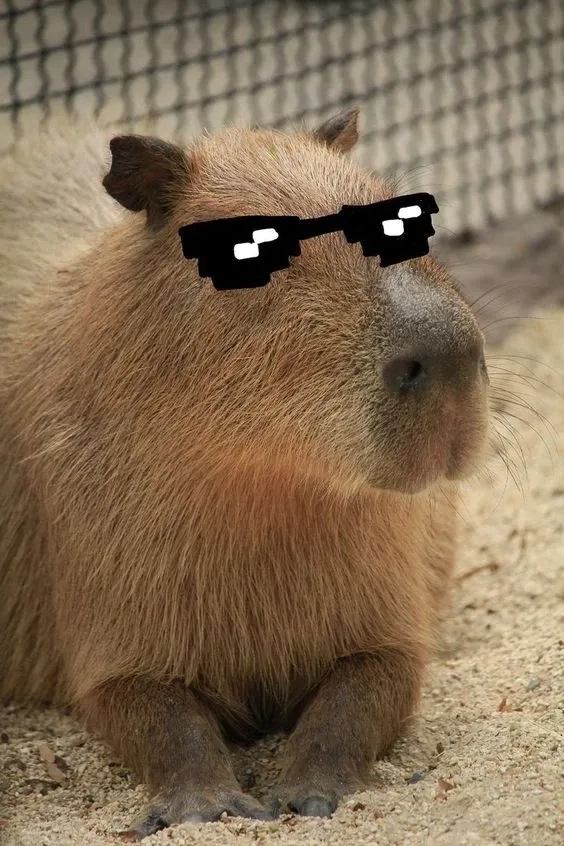Capybara cute meme khiến bạn tan chảy với vẻ đáng yêu