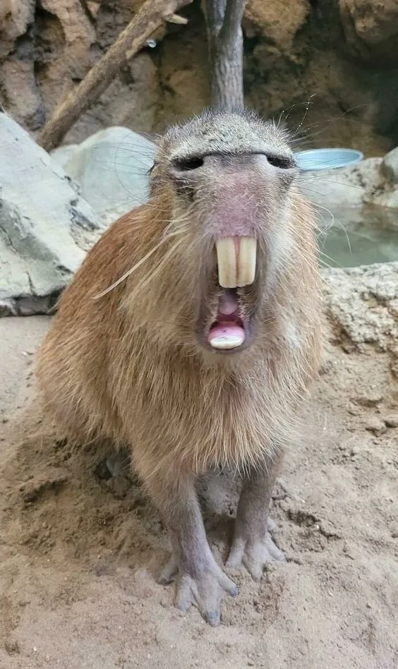 Ý nghĩa của capybara meme