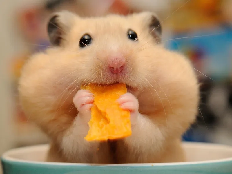 Avatar chuột hamster meme dễ thương và cực kỳ thu hút người xem