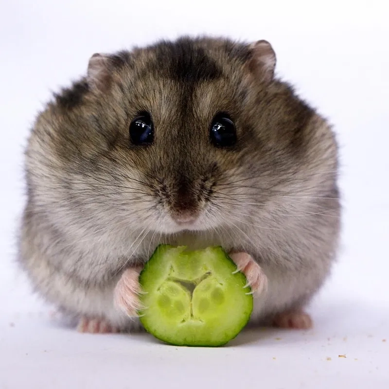 Meme chuột hamster hài hước đem đến sự giải trí bất ngờ