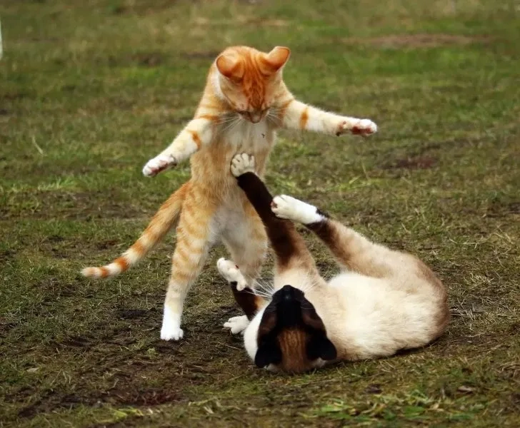 Cãi nhau với biểu cảm hài hước và độc đáo