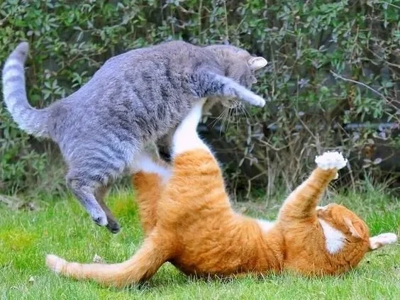 Meme cà khịa thể hiện sự châm biếm hài hước