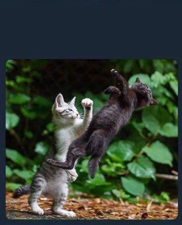 Meme ảnh troll thể hiện sự châm biếm hài hước