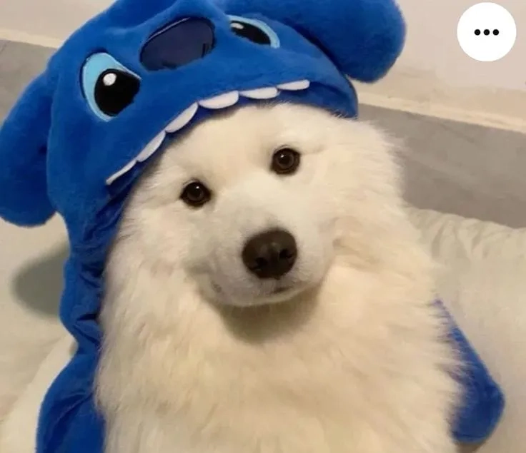Tụt quần ra meme hài hước, khiến bạn cười nghiêng ngả
