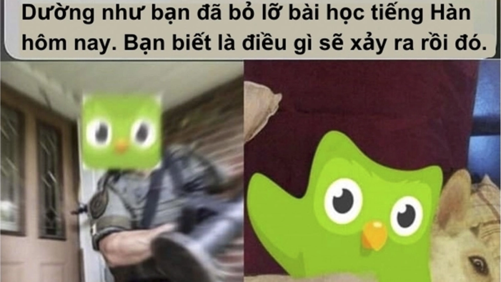 Duolingo meme Chinese khi học tiếng Trung mà cú xanh vẫn đòi điểm danh