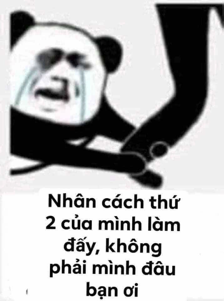 Với gấu meme trung quốc, bạn sẽ tìm thấy những khoảnh khắc vui nhộn khó quên