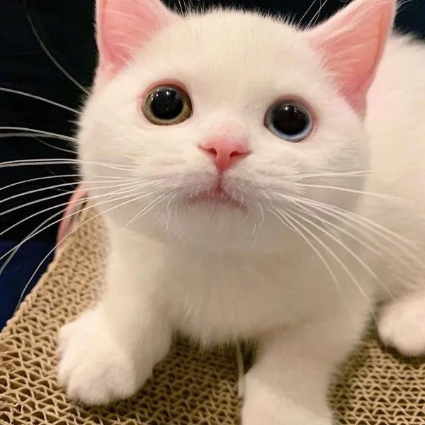 Vô tri mèo meme luôn là hình ảnh biểu tượng gây sự chú ý trên mạng xã hội