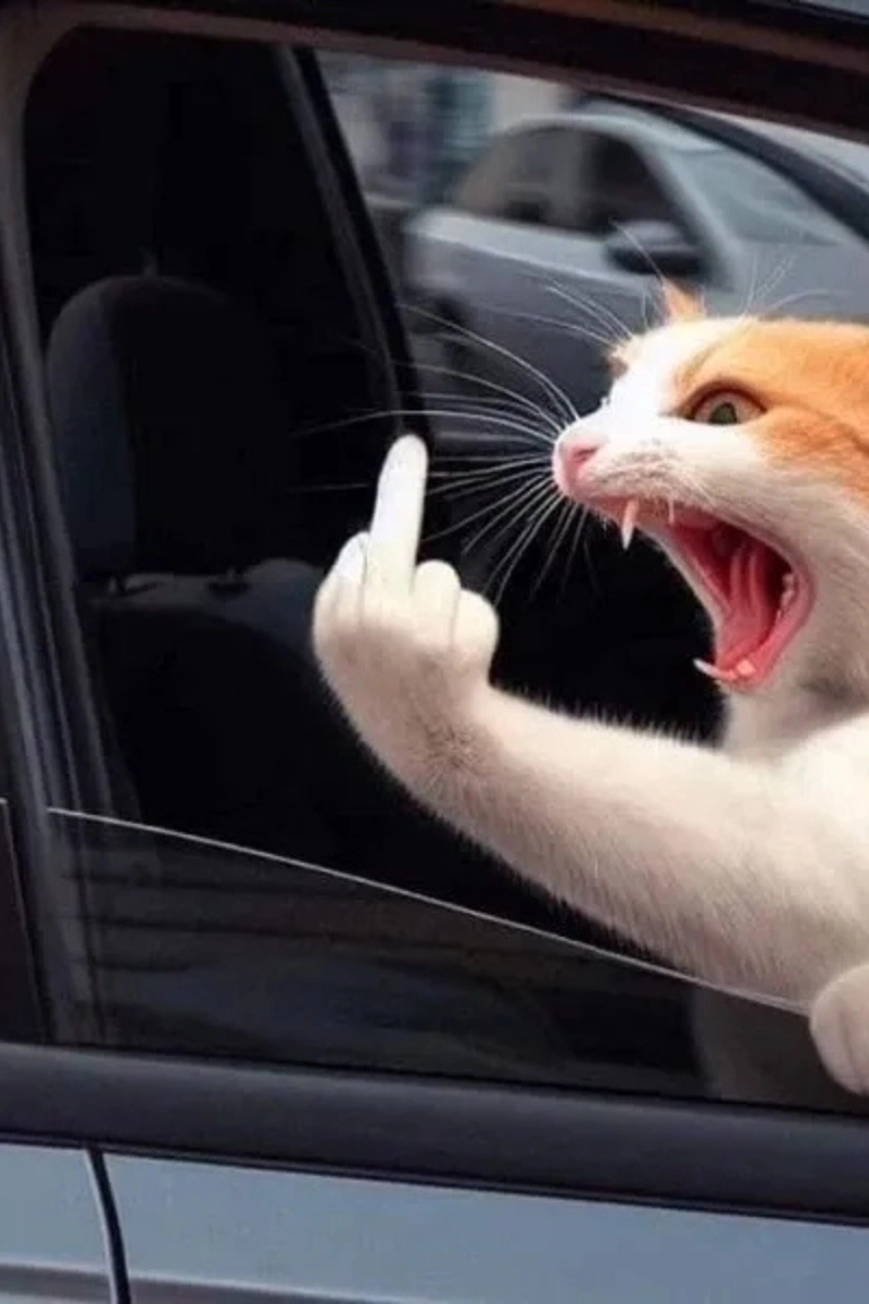 Hình nền con mèo meme cực bá đạo và siêu cấp ngầu lòi