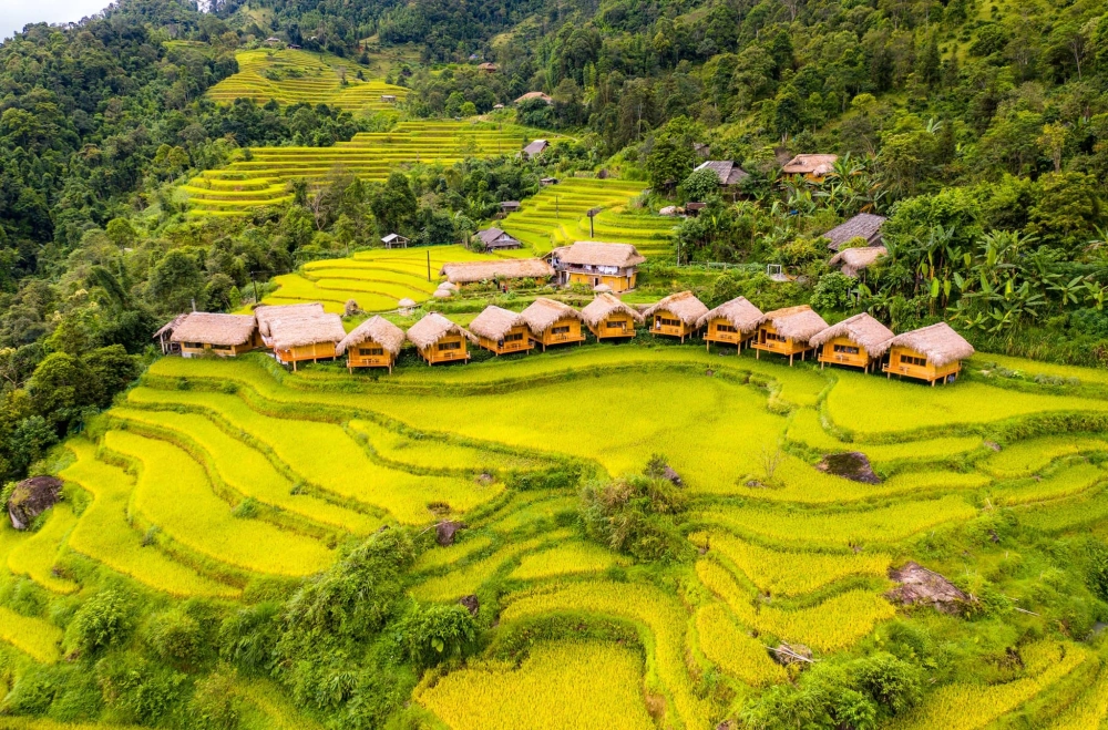 Mê mẩn mùa lúa chín Hoàng Su Phì vàng óng