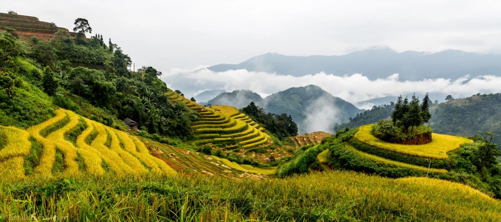Ngắm ruộng bậc thang Hoàng Su Phì mùa lúa chín đẹp mê