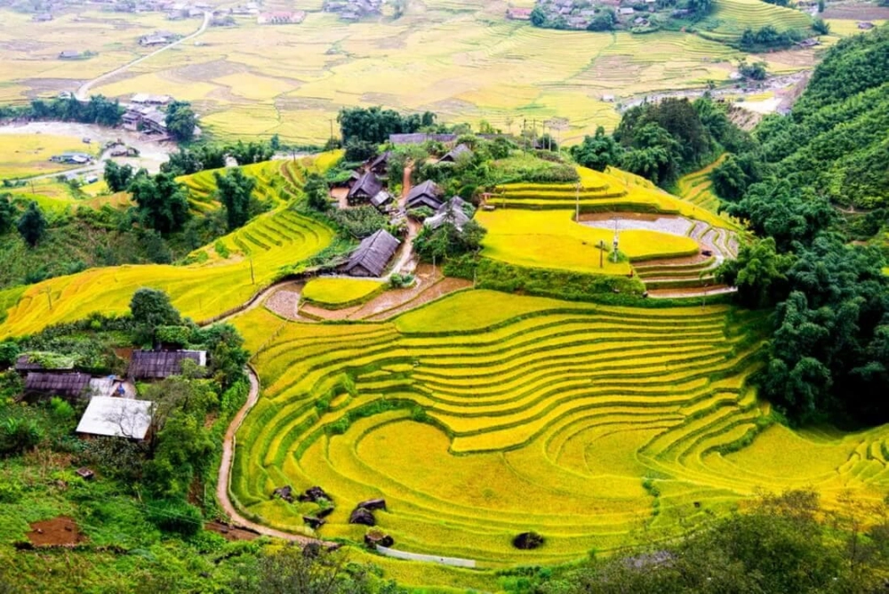 Vàng rực rỡ Hoàng Su Phì tháng 9 đẹp nao lòng