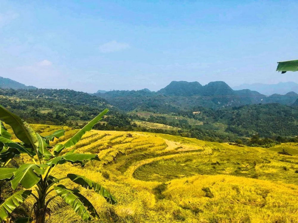Khám phá pù luông mùa lúa chín đẹp mê hồn