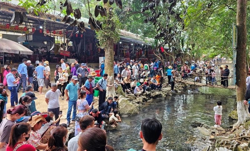 Tò mò cá ở suối cá thần là cá gì hãy xem ngay