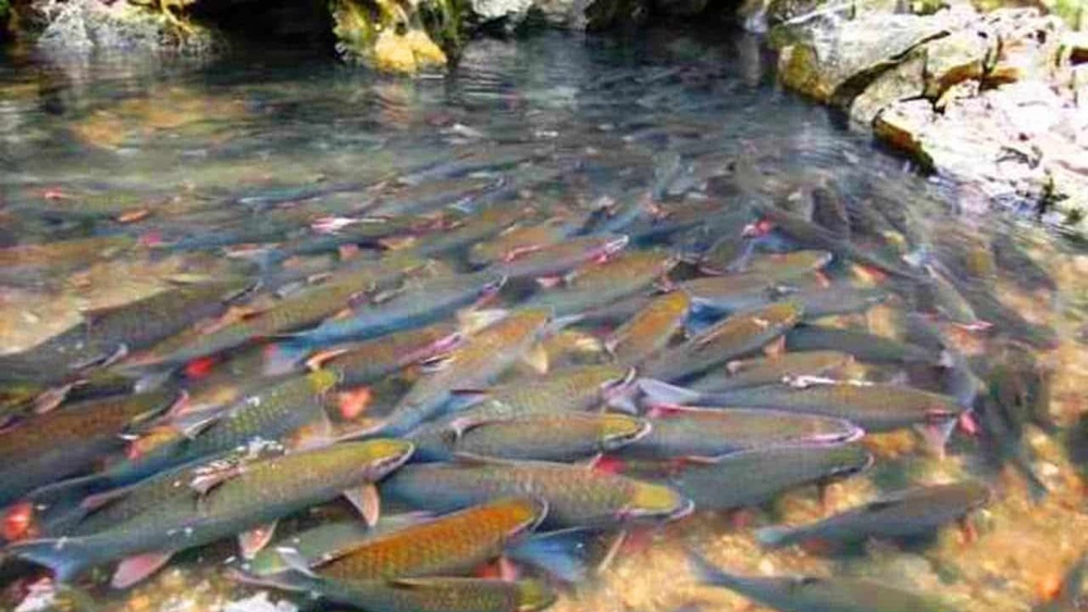 Khám phá suối cá thần thanh hóa ở huyện nào chính xác