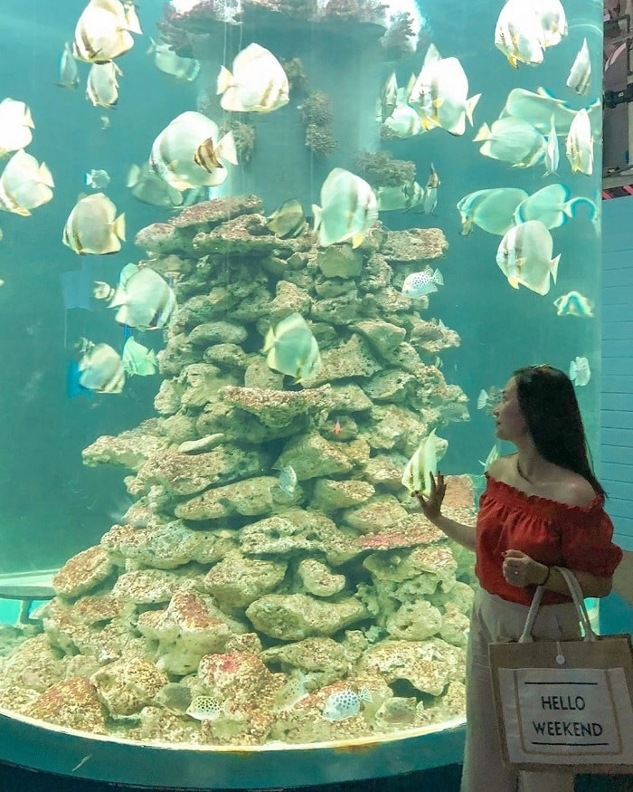 Trải nghiệm thú vị tại du lịch viện hải dương học nha trang