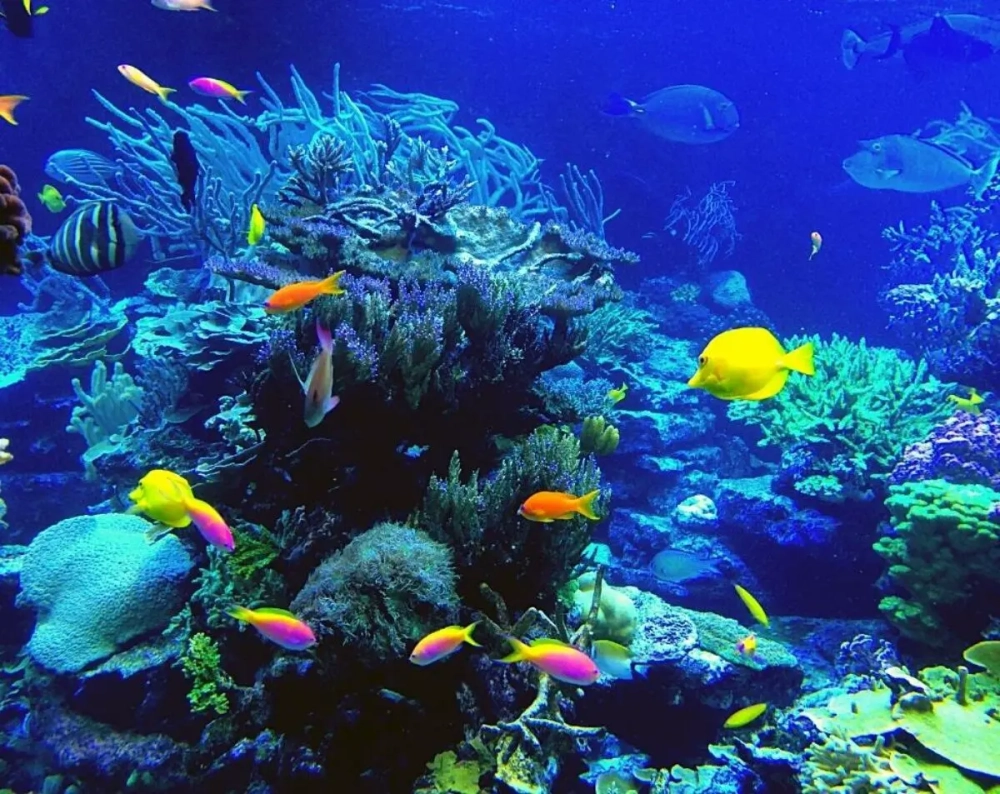 Ngắm nhìn tuyệt tác hình ảnh viện hải dương học nha trang