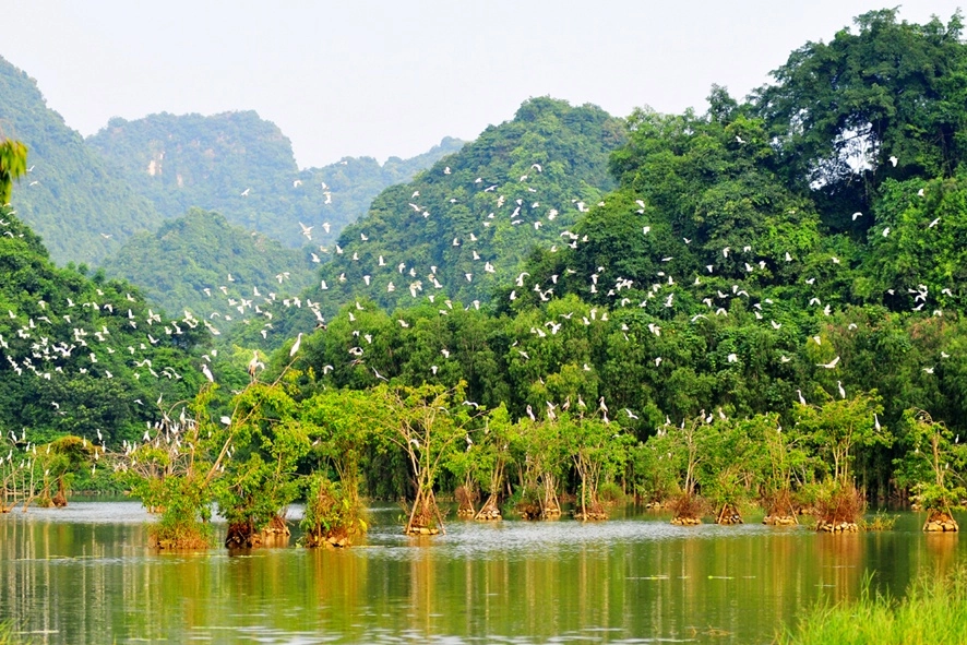 Trải nghiệm vườn chim thung nham ninh bình nên thử