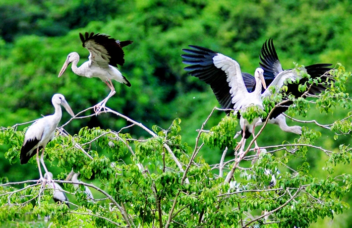 Cập nhật giá vé tham quan vườn chim thung nham mới nhất