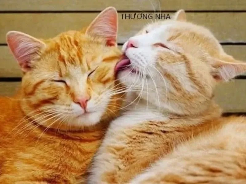 Dễ thương khó cưỡng với thương thương meme an ủi đang viral