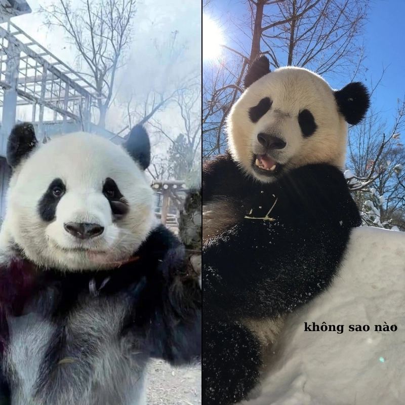 Meme vỗ vai an ủi tạo cảm giác được đồng hành chân thành