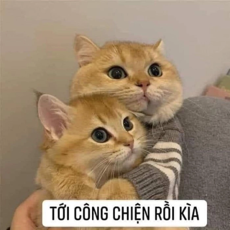 Ảnh meme an ủi dễ thương giúp bạn sẻ chia cảm xúc