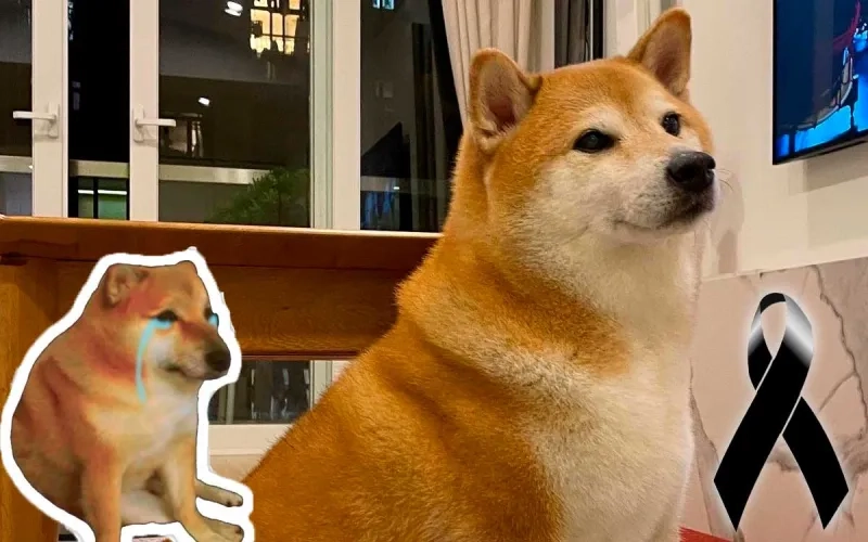 Cheems meme rip vừa buồn vừa hài mang cảm xúc lẫn lộn