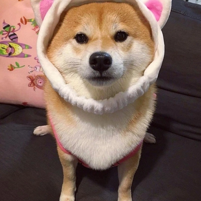 Ý nghĩa của meme chó