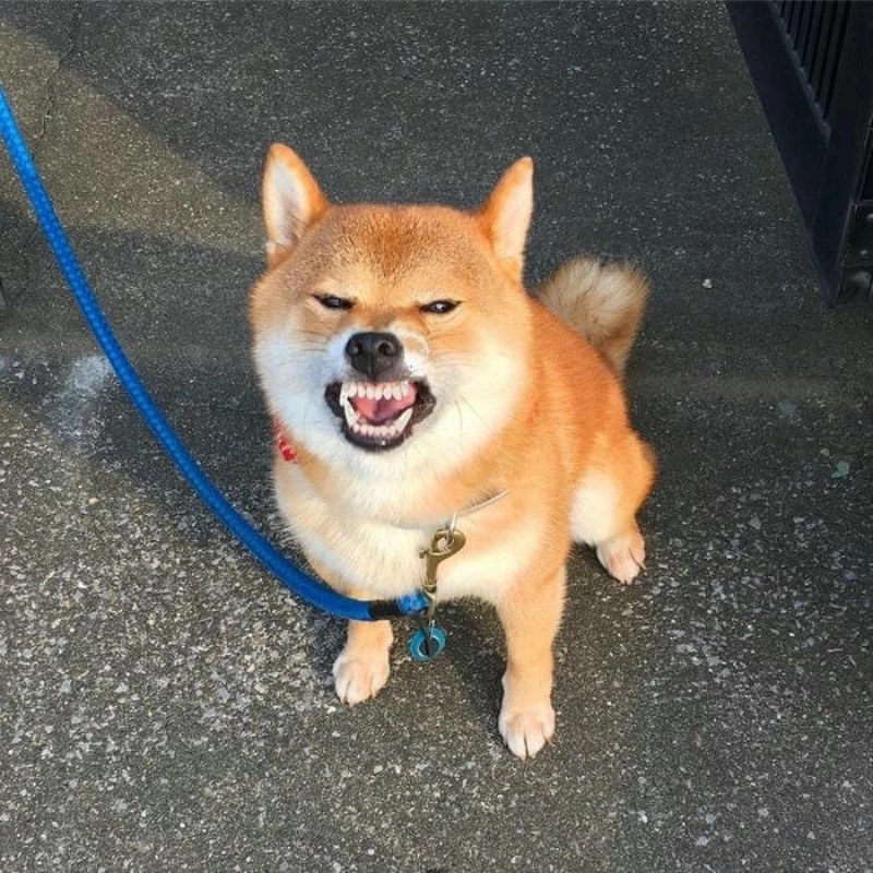 Đừng bỏ lỡ khoảnh khắc hài hước với meme chó cười dễ thương này