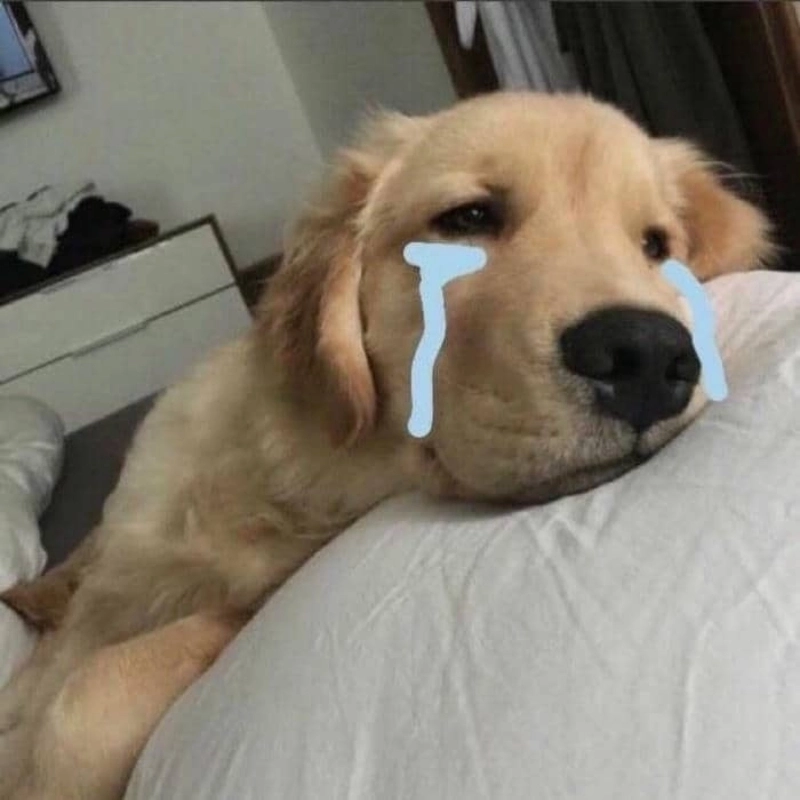 Tìm thấy niềm vui trong từng khoảnh khắc với meme chó cute, dễ thương và vui nhộn