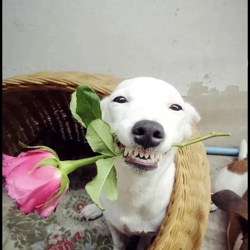 Một meme chó trắng dễ thương khiến mọi người phải yêu ngay từ cái nhìn đầu tiên