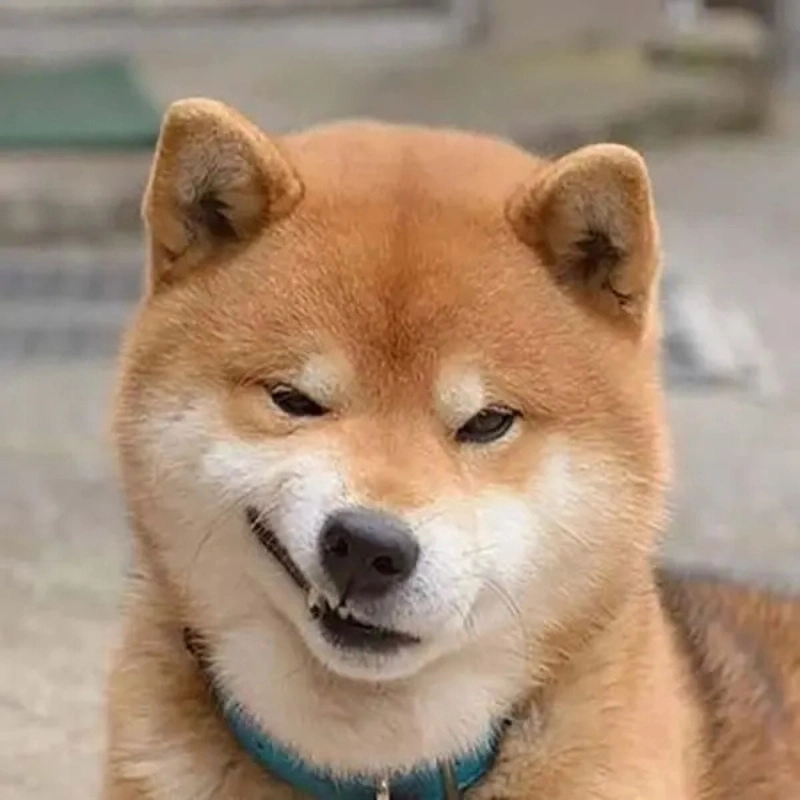 Tận hưởng sự dễ thương từ những meme chó đáng yêu này để bắt đầu một ngày vui vẻ
