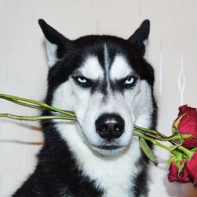 Mạnh mẽ và đáng yêu, meme chó husky luôn tạo nên niềm vui cho mọi người