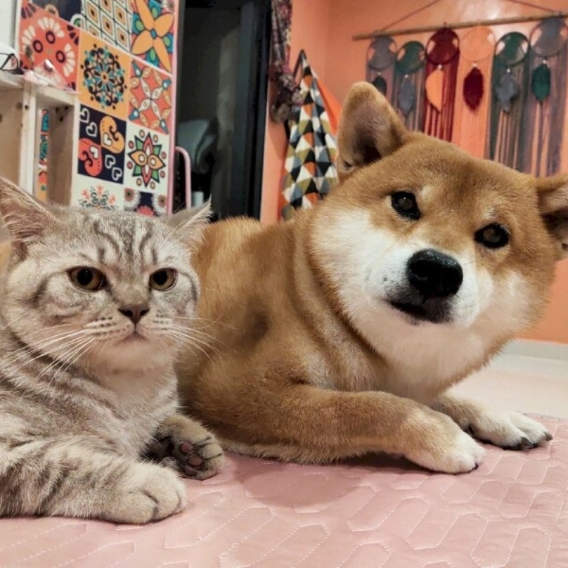 Không thể đáng yêu hơn khi có cả meme chó mèo cute trong cùng khung hình