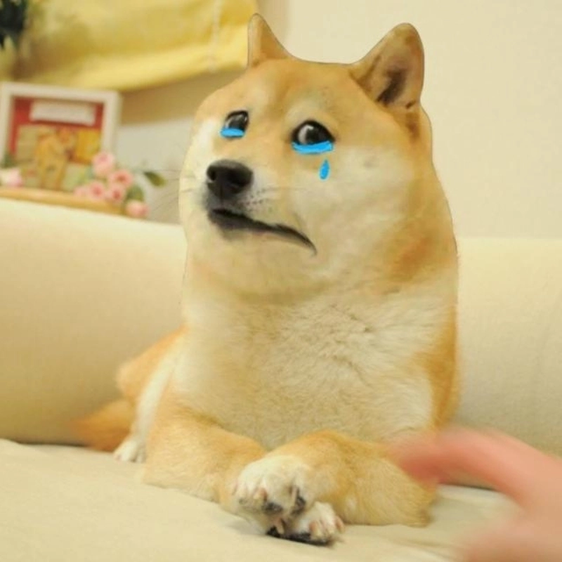 Tỏa sáng với biểu cảm siêu dễ thương từ meme chó vàng