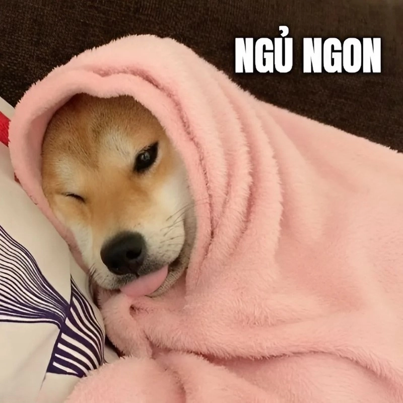 Gửi tình yêu qua meme chúc người yêu ngủ ngon để đêm thêm ngọt ngào!