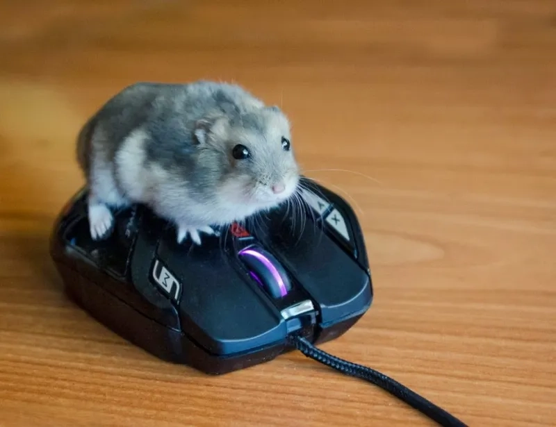 Ảnh chuột hamster cute meme cực đáng yêu khiến bạn phải yêu thích